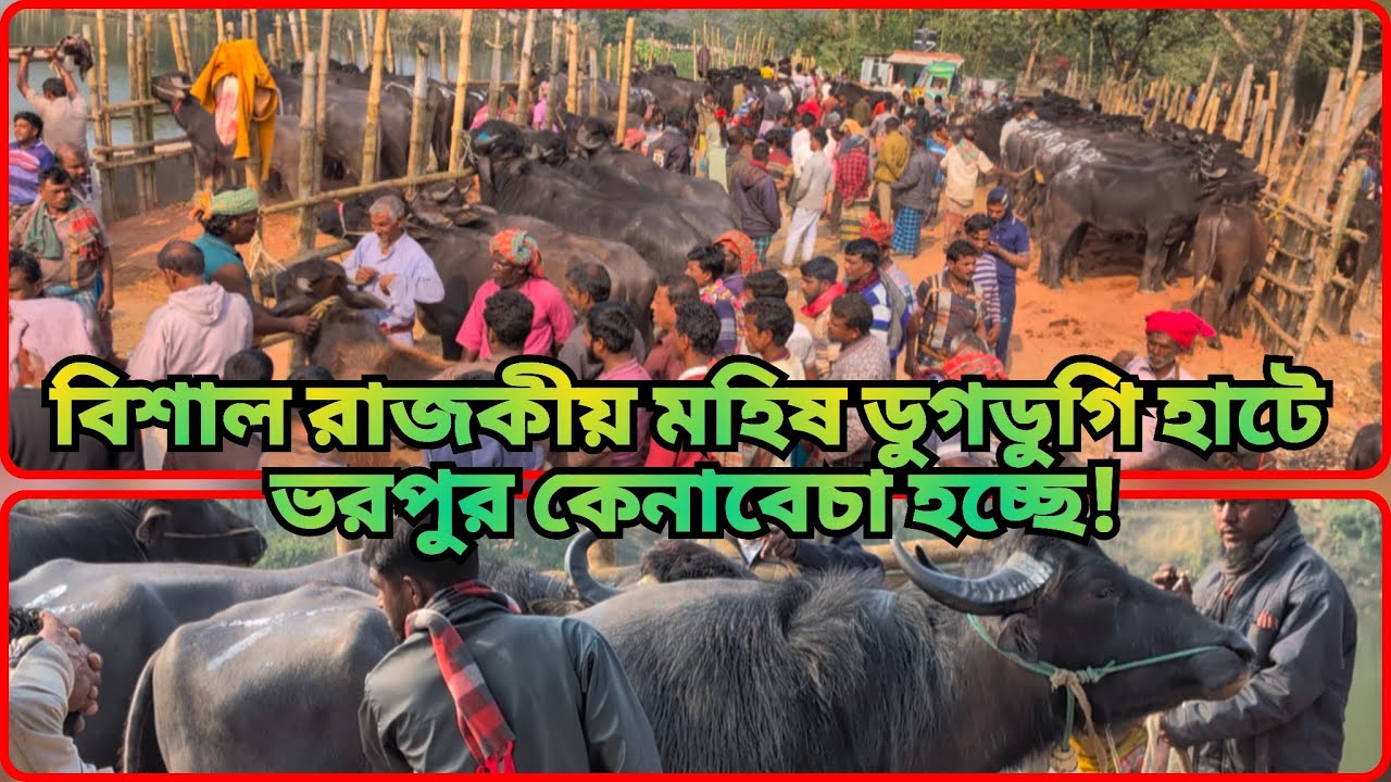 #কেনা-বেচা ভরপুর: ডুগডুগি হাটে #বিশাল #রাজকীয় মহিষ ও #ক্রেতাদের উপস্থিতি! #buffalopriceinbangladesh