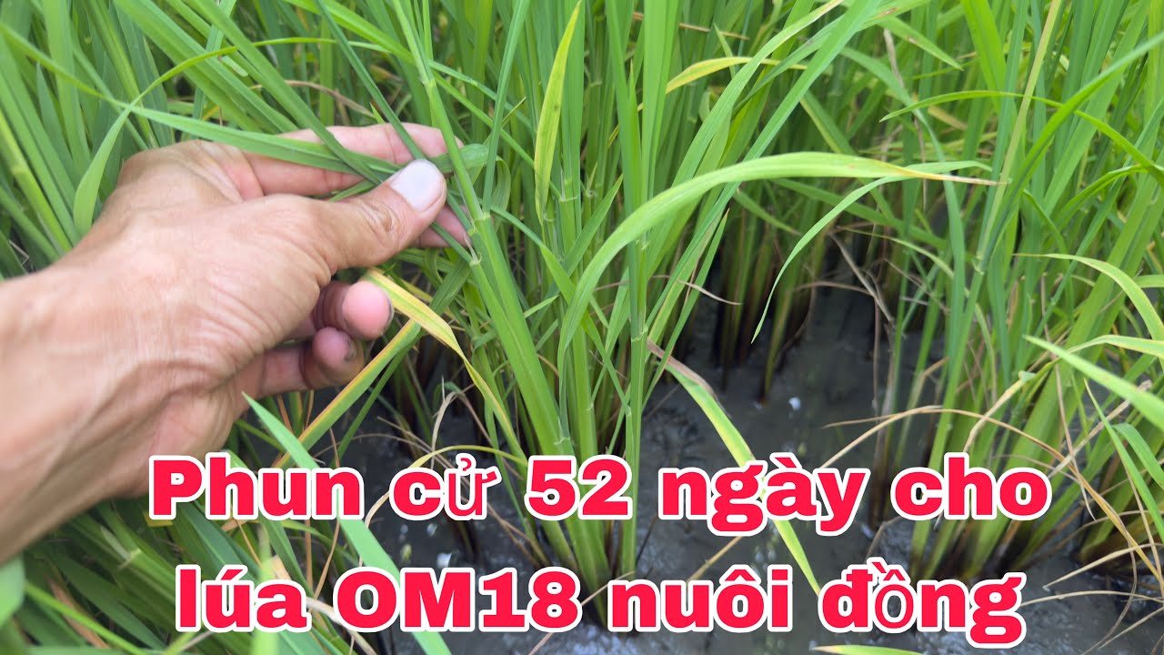 Phun nuôi đồng quản lý sâu bệnh giai đoạn đồng 