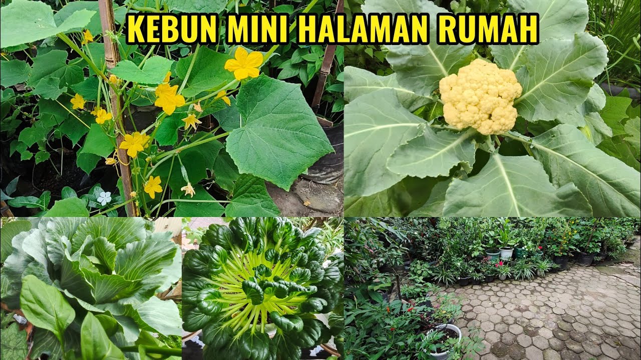 Update Tanaman Di Kebun Mini Setelah Lama Ditinggal Pergi #video#fyp#gardening  #petanirumahan 