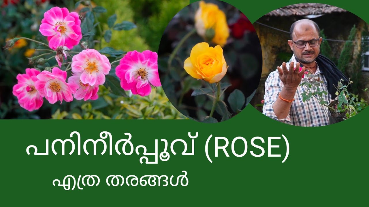 Rose പനിനീർപ്പൂവ് ഏതെല്ലാം അറിയാം
