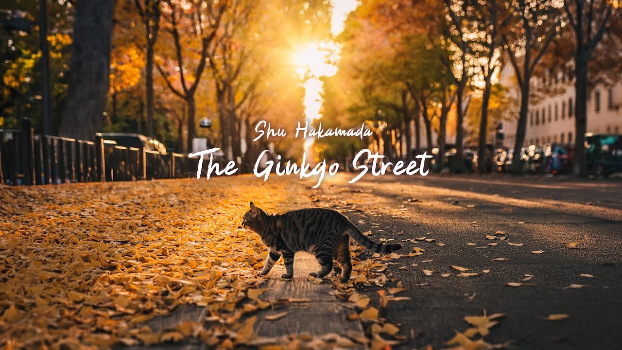 【The Ginkgo Street】イチョウ通り (Autumn 2025 Ver.) by Shu Hakamada - 袴田秀 Japanese Singer-Songwriter