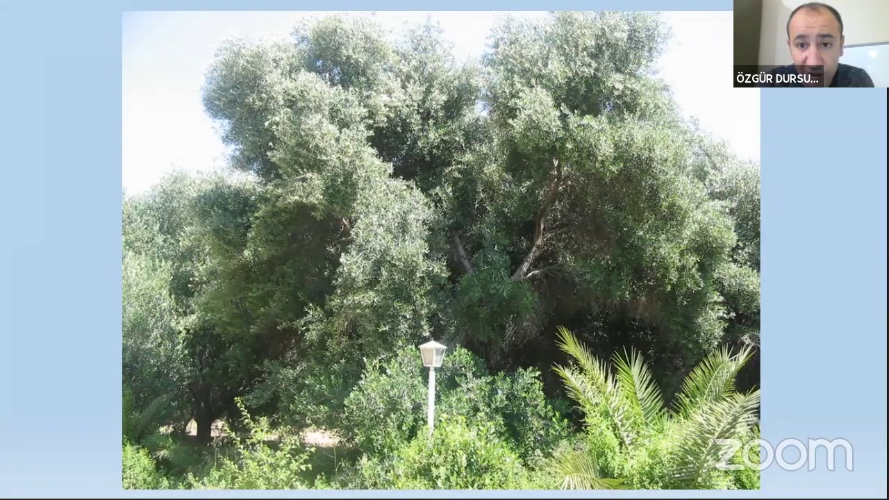 Zeytin'de Budama Eğitimi