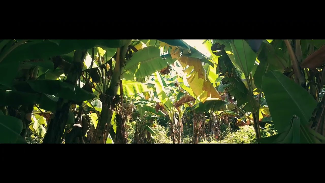 Mayotte  # Ancienne usine sucrière d'Hajangoua. 