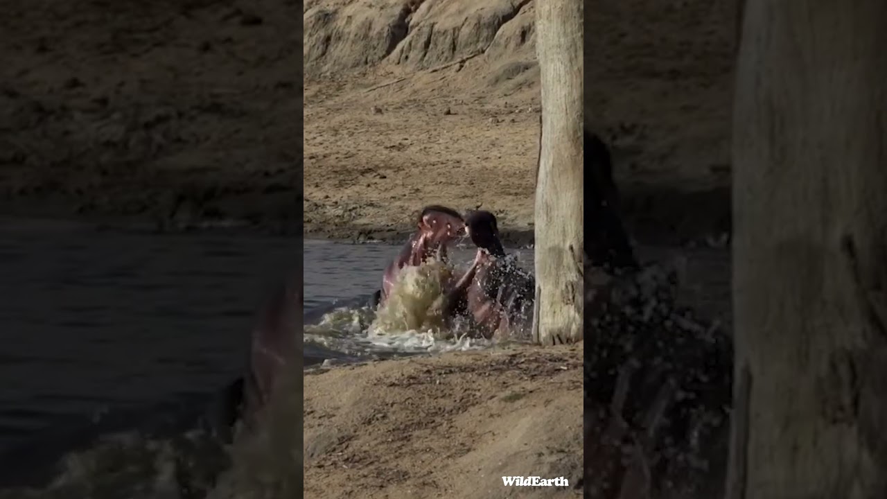 Hippos VS Crocodiles