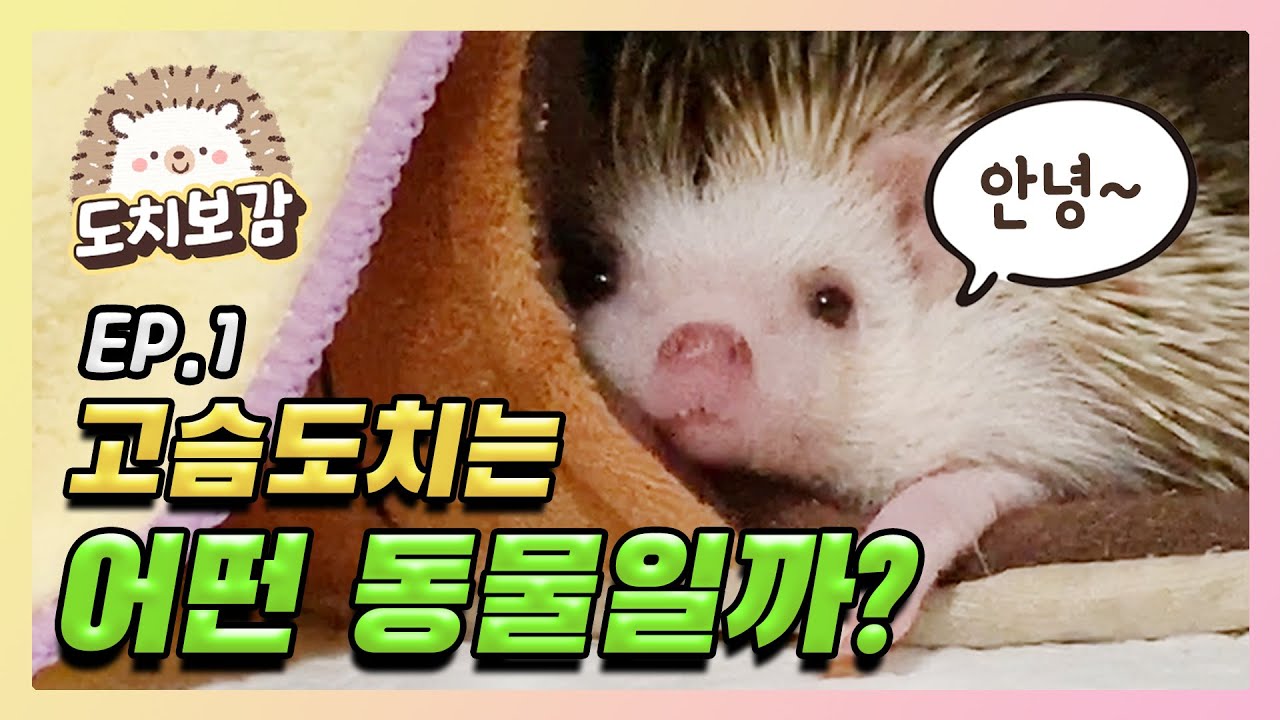 고슴도치 분양받아 키우기 전 필수 영상! 고슴도치는 어떤 동물일까?!