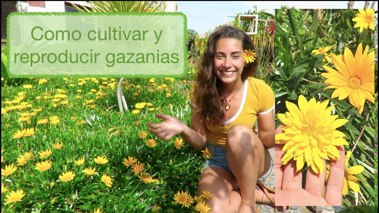 🌼 GAZANIAS Cuidados y Reproducción