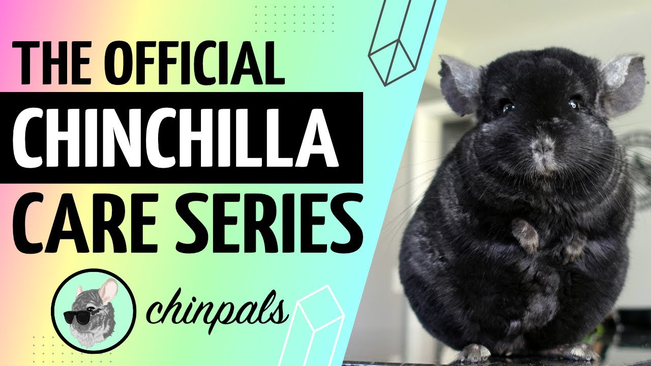 The Official Chinchilla Care Series - Introduction