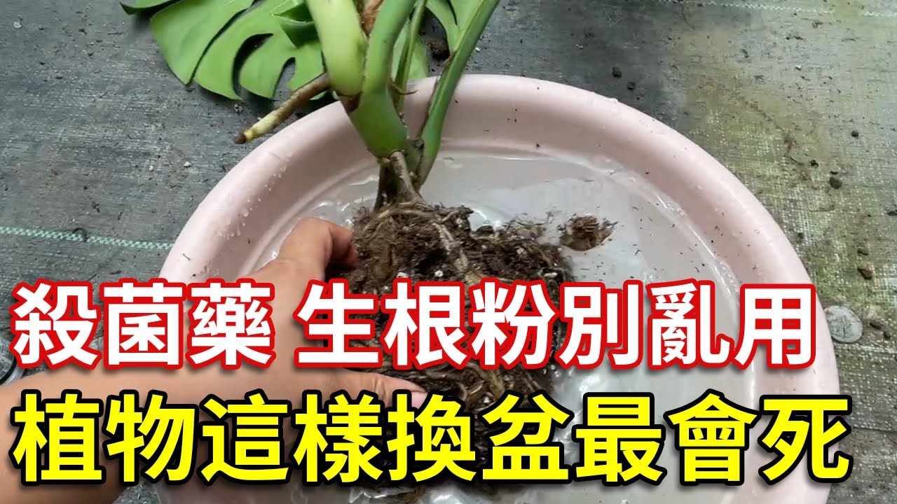 植物换盆这样做会烂根！生根粉和杀菌剂别乱用，正确的换盆操作在这里【禅艺绿植工作室】
