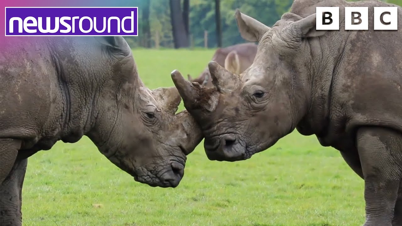 Amara the Rhino has special surgery to fix her leg | Newsround