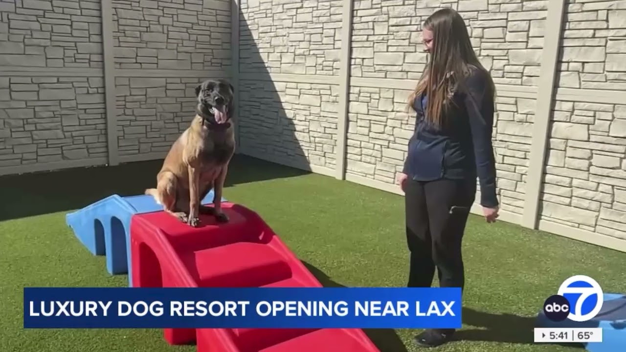 ABC News Spotlights K9 Resorts: Luxury Dog Boarding Arrives in LA