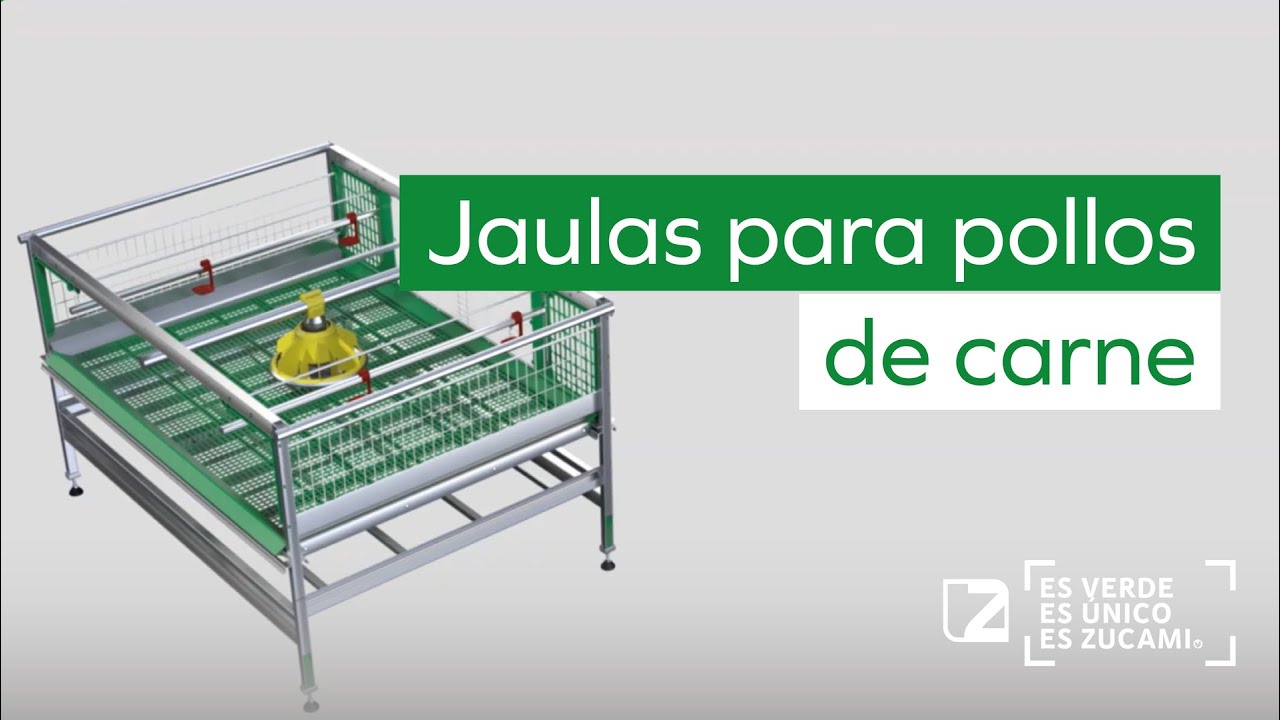 🐣 JAULAS PARA POLLOS DE CARNE. GALPONES DE ENGORDE, ZUCAMI, LA AVICULTURA MODERNA AUTOMATIZADA