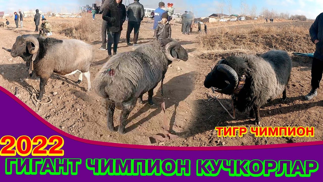 ГИГАНТ ЧИМПИОН КУЧКОРЛАР  !!!  2022