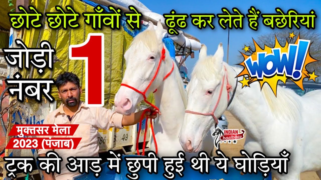 ट्रक की आड़ में छुपी हुई थी ये ख़ूबसूरत बछेरियां आप भी देखिए 9855846421 Muktsar Mela 2023 (Punjab)