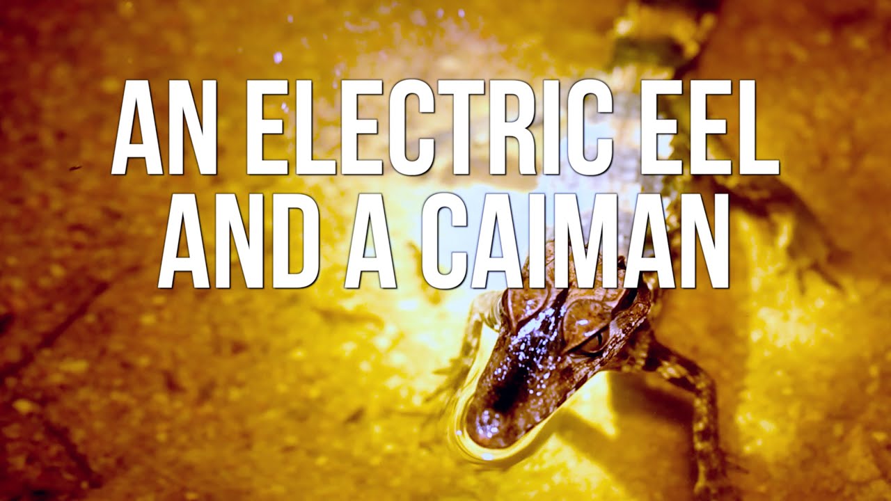 An Electric Eel and a Caiman