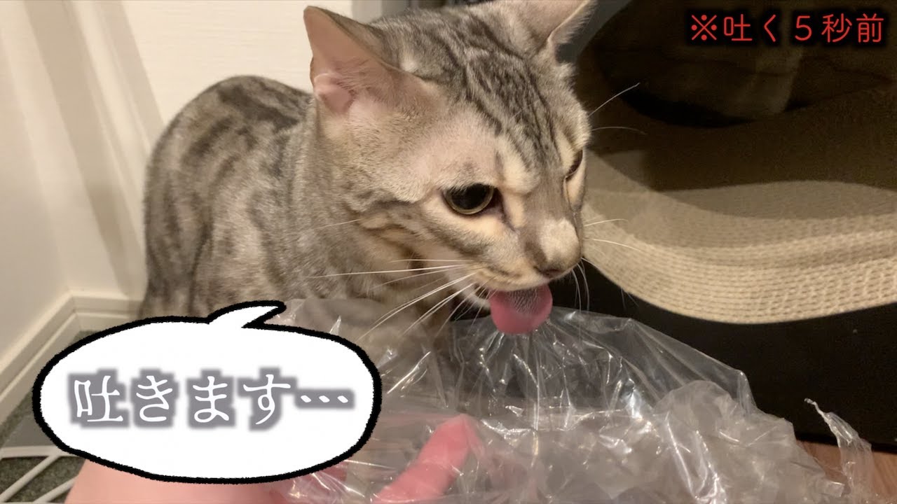 自分が吐きそうな時、呼んでくれる猫