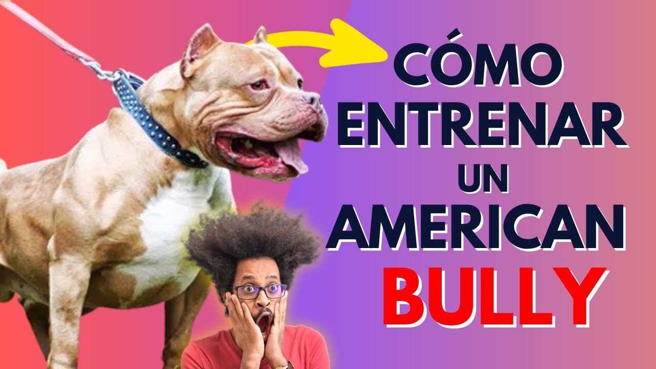 Consejos Secretos de Entrenamiento para Hacer que tu American Bully sea el Más Obediente