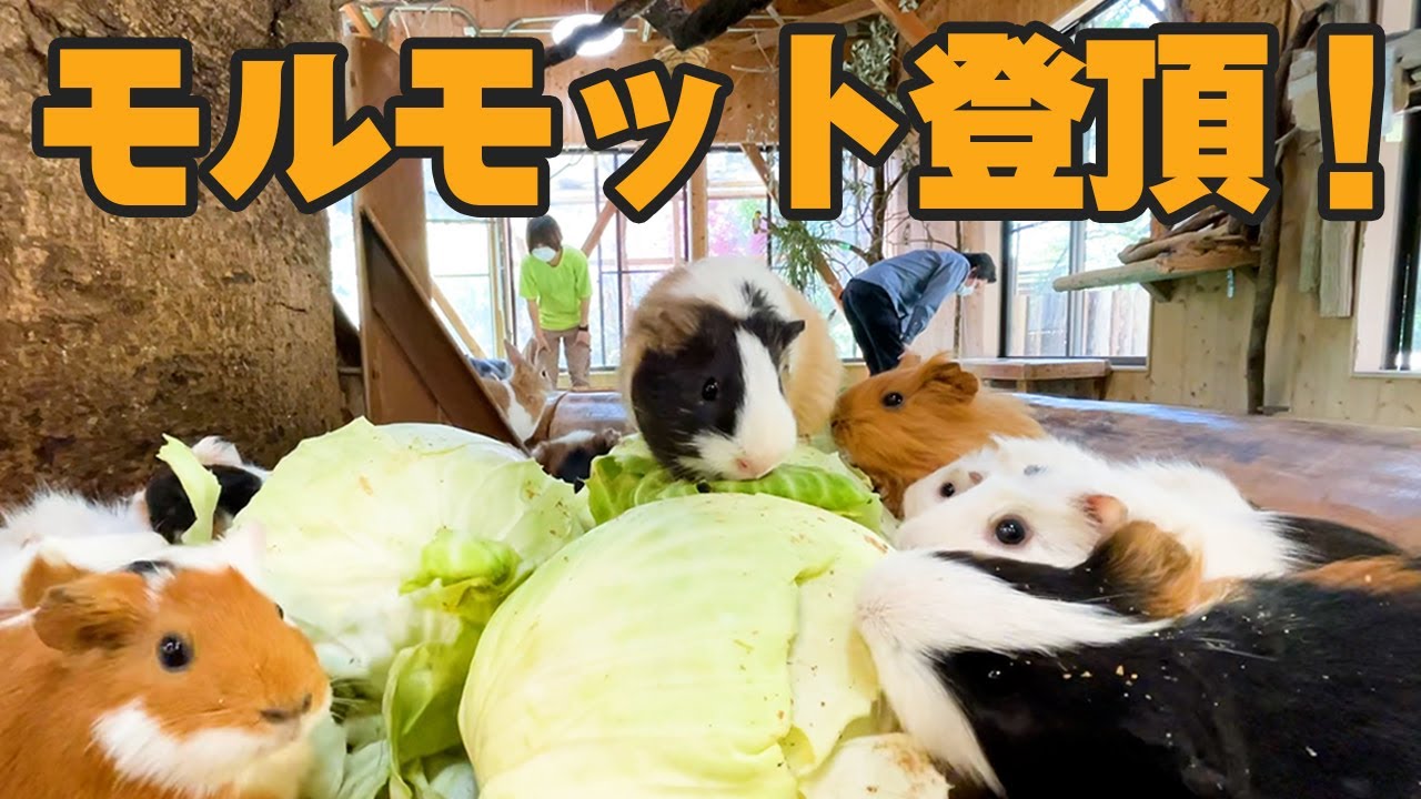 キャベツを登山するモルモットが可愛すぎる Guinea pigs eat cabbage pyramid