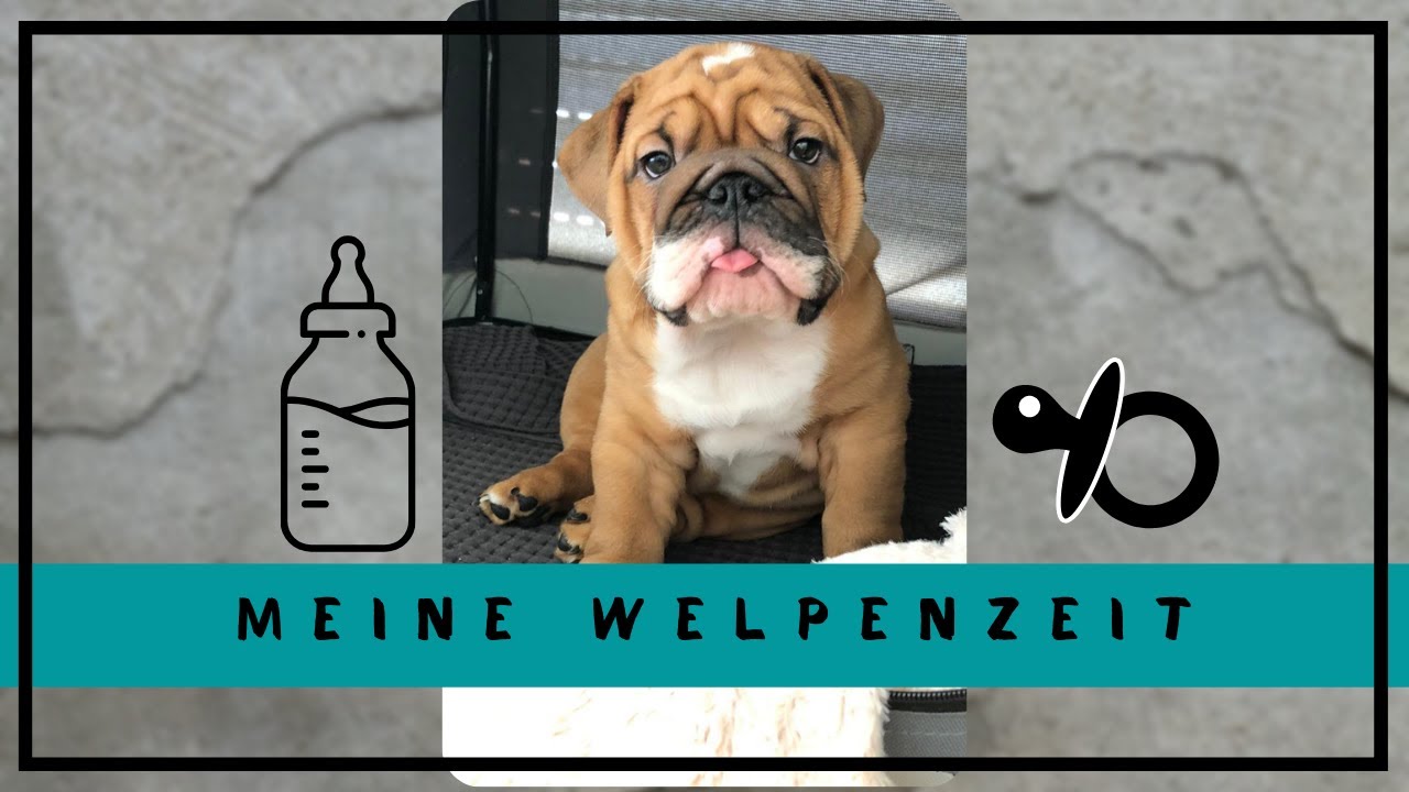 Meine WELPENZEIT | ENGLISCHE BULLDOGGE WELPE | WELPE ZIEHT EIN