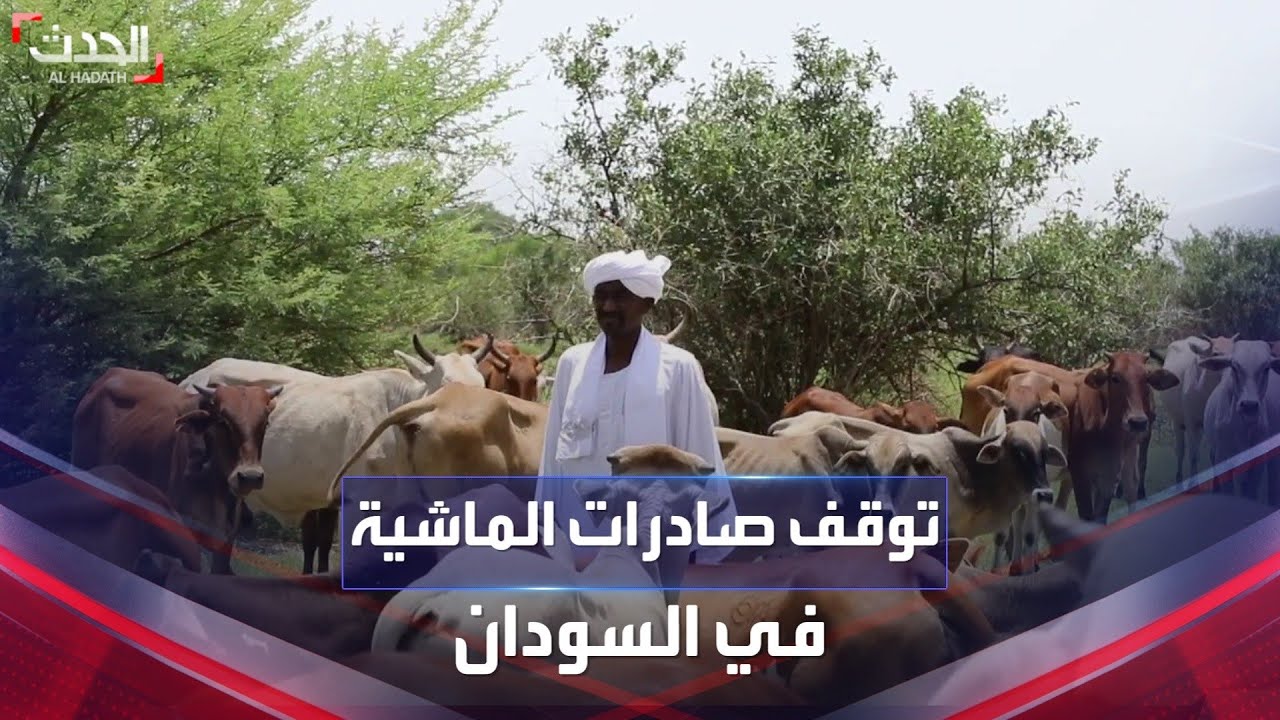 خسائر اقتصادية.. الحرب تنهك صادرات المواشي في السودان