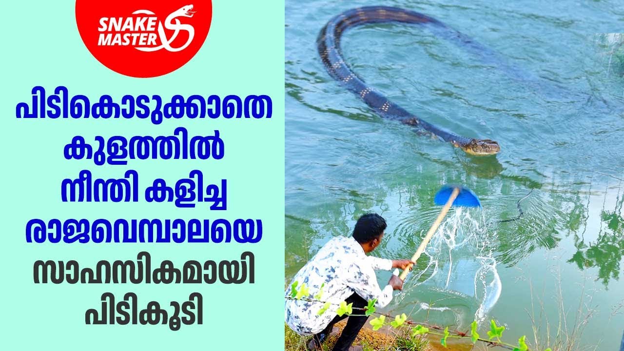കുളത്തിൽ കിടന്ന രാജവെമ്പാല വാവാ സുരേഷിന് പണികൊടുത്തു | Vava Suresh | Snakemaster 1067