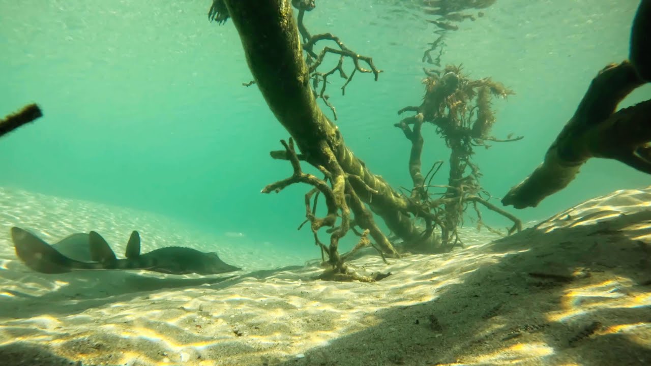 Small worlds: Saltwater Creek, Beowa National Park
