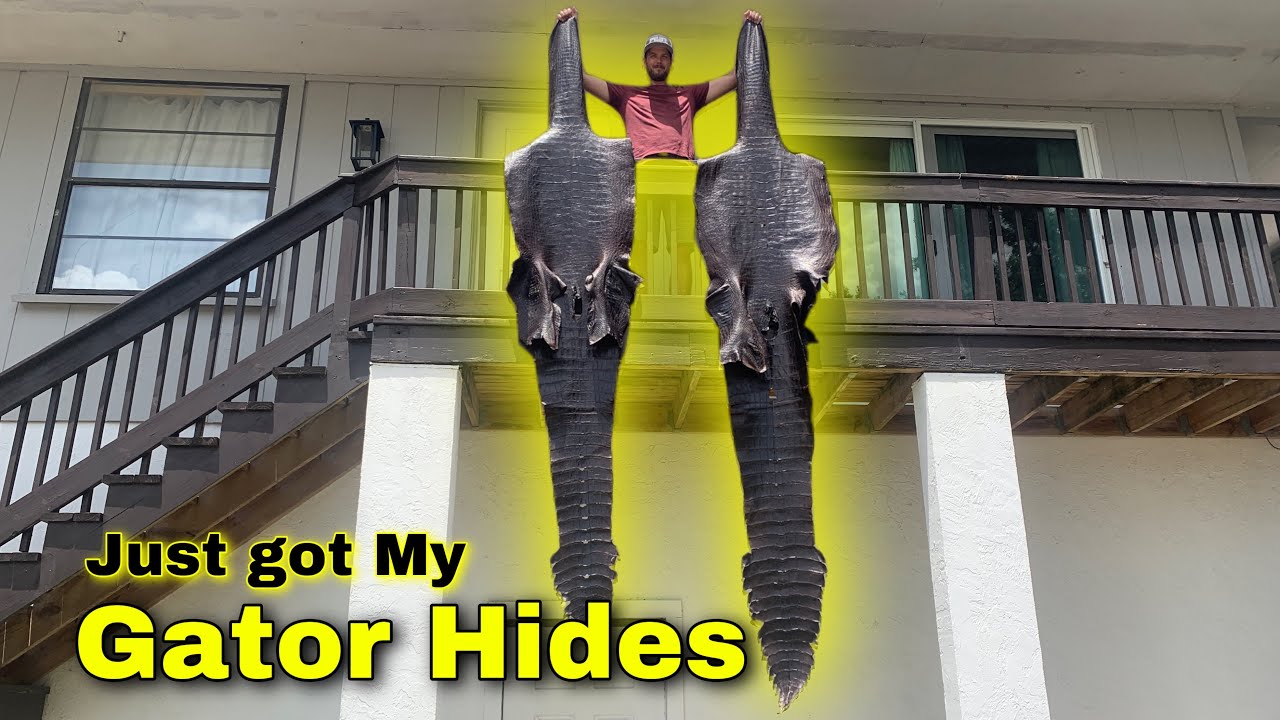 DIY Alligator Hide Tanning vs Professional tanning(Sebring Custom Tanning)