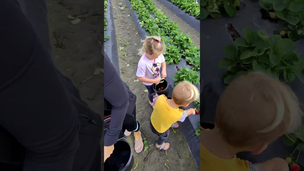 Young children helping parents collect crops at a farm.