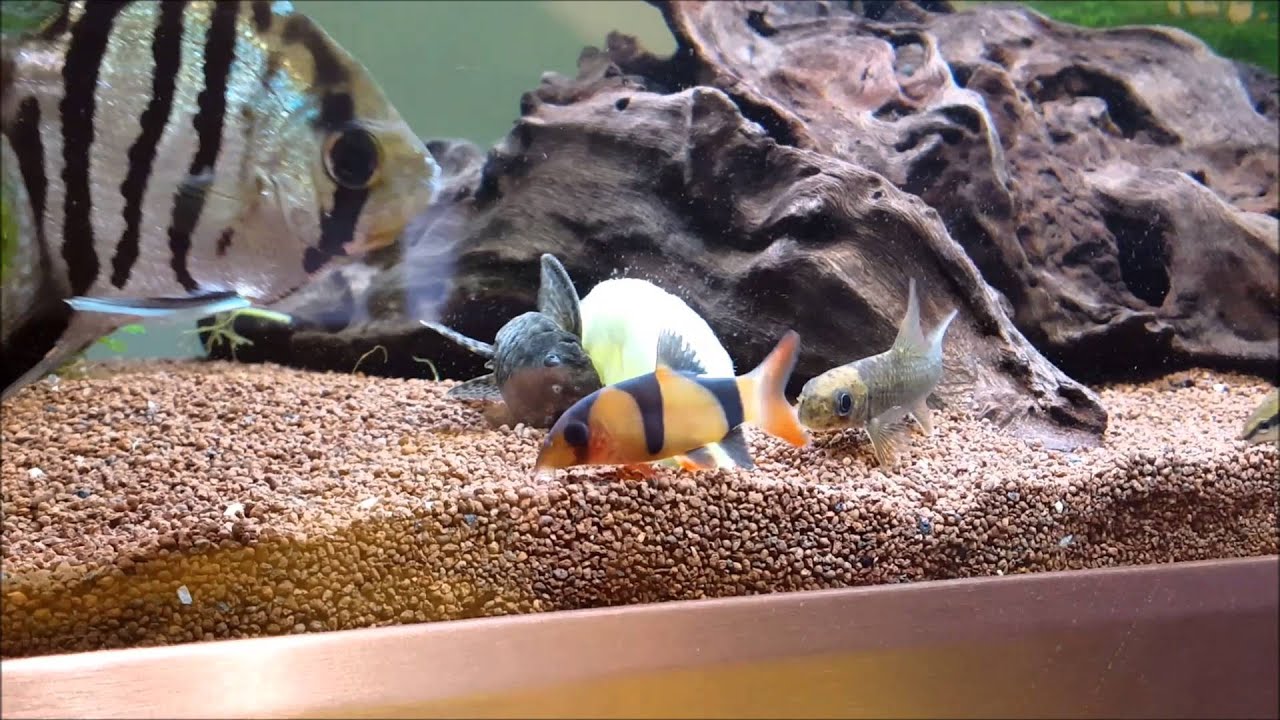 Fische mit Gurke füttern Fütterungszeit #002