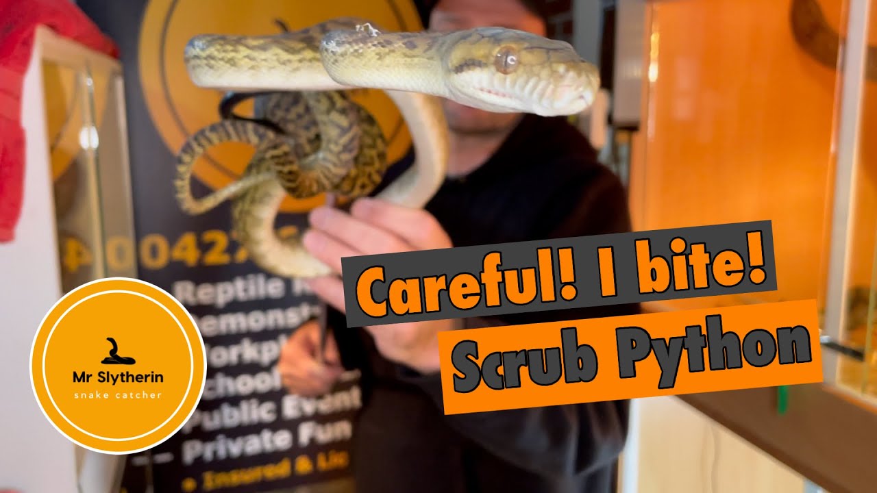 Australian Scrub Python is not a big fan of being handled