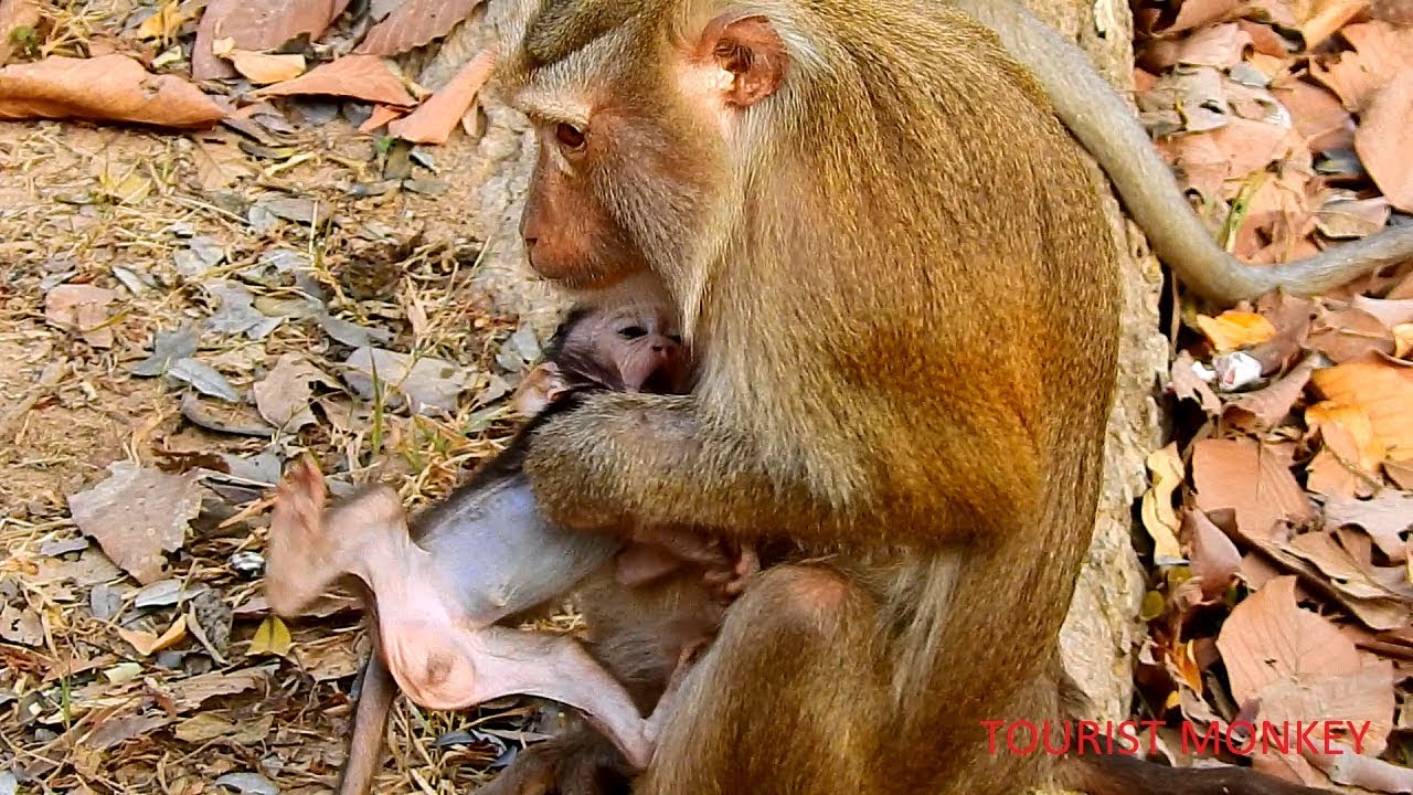 OMG! Pigtail monkey kiss baby monkey, Pigtail really love baby monkey, Adorable baby monkey