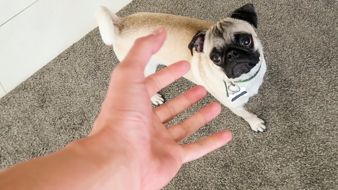 His Last Hour Home... (GOODBYE GUPPY)
