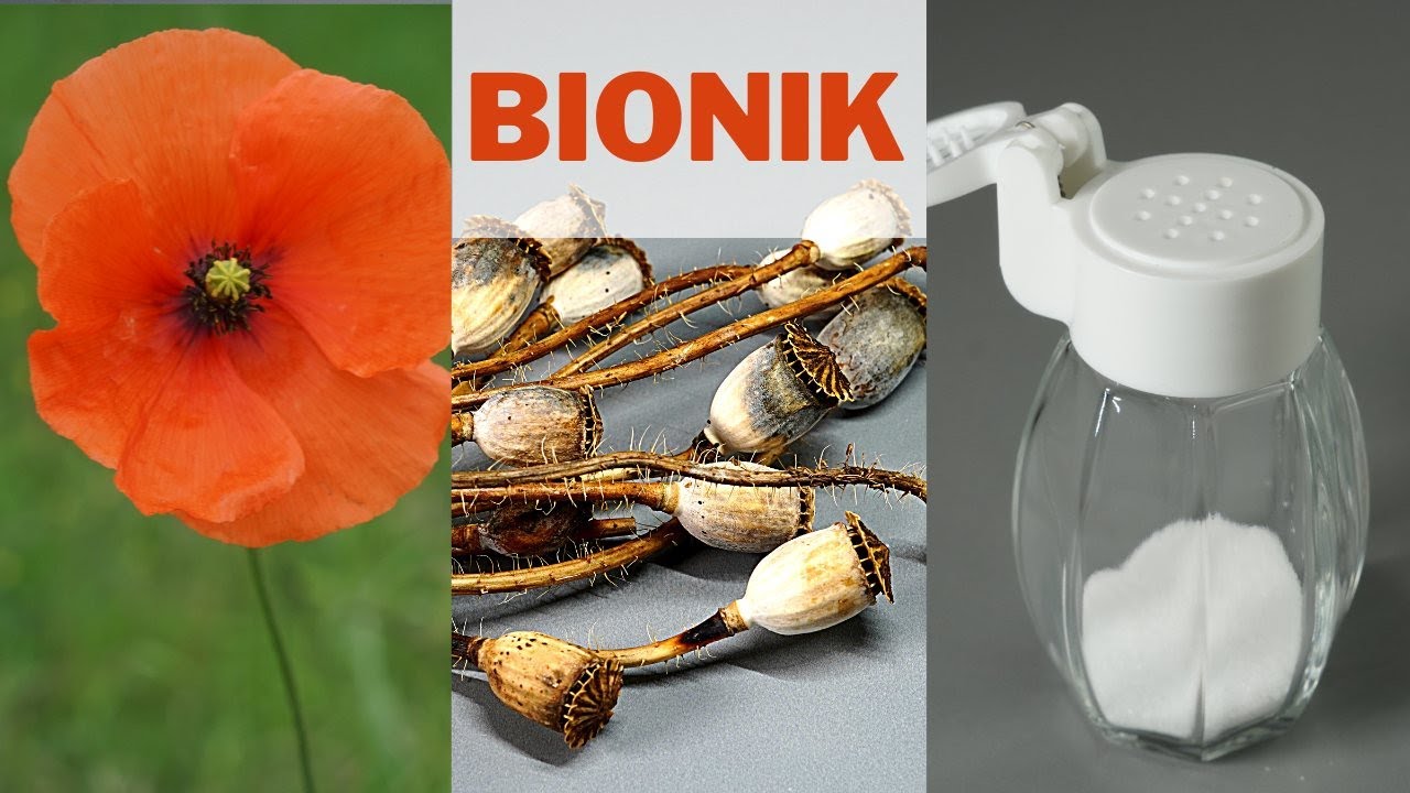 Bionik -  gute Ideen von der Natur abgeschaut