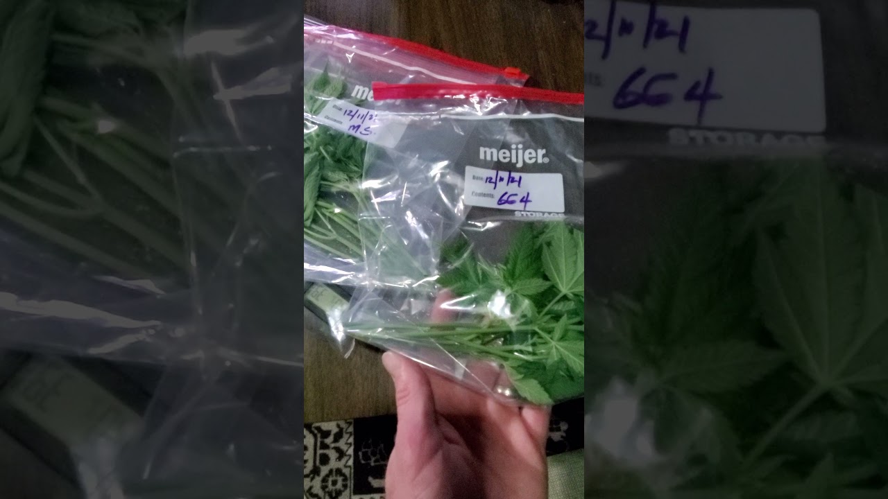 Cannabis Cuttings in Stasis - 16 days since cutting, let's see how they're doing!