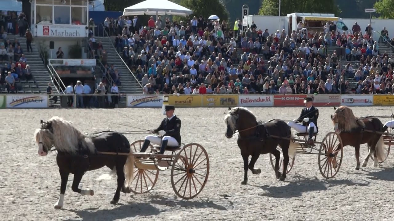 HuL Gestüt Marbach Hengstparade 2021 am 02.10.2021 - 06. CHIO Aachen Flair im Ländle -  Traberwagen