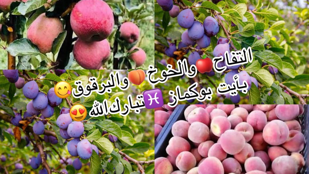 شاركت معاكم التفاح🍎والخوخ🍑والبرقوق هاذ العام في أيت بوكماز(الهضبة السعيدة)♓️😍#اكسبلور #الأمازيغ 