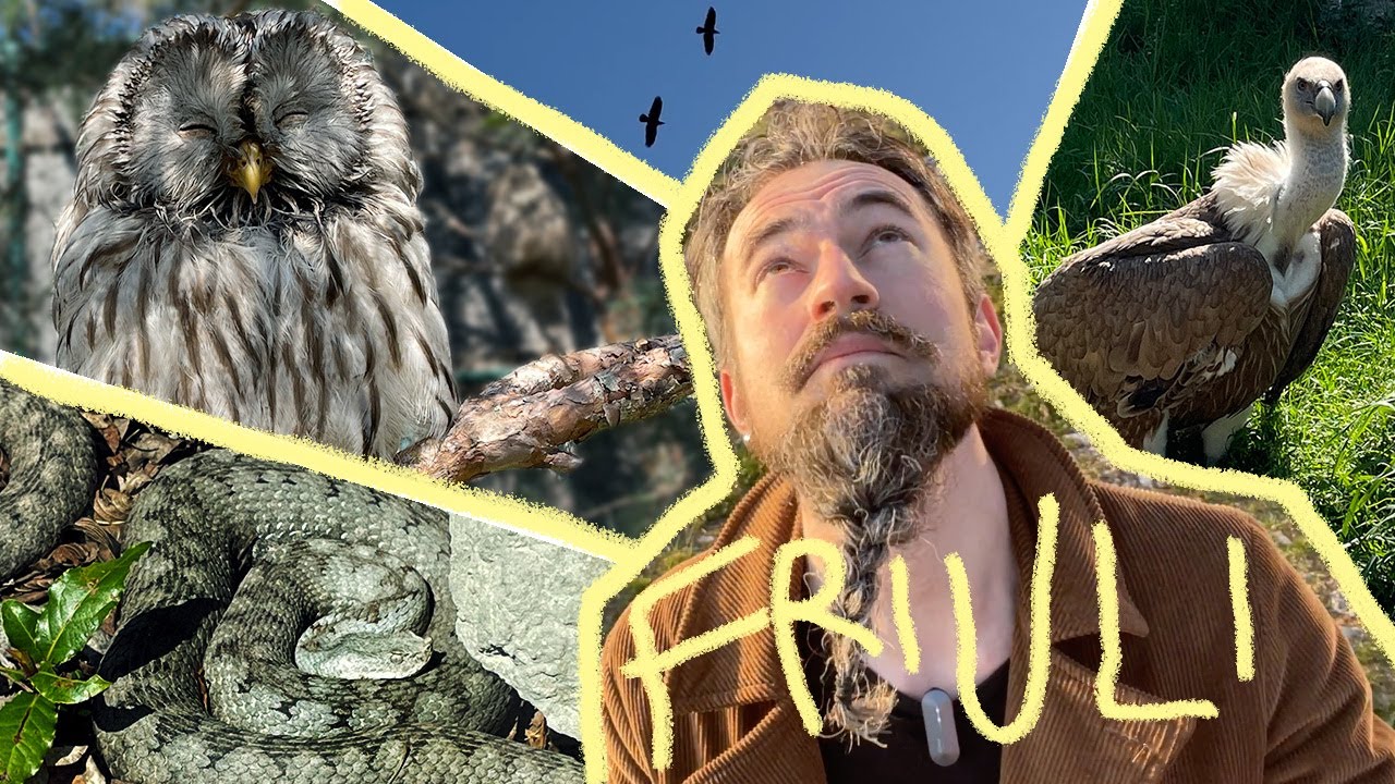 Animali FRIULANI e dove trovarli - La Storia nei dintorni