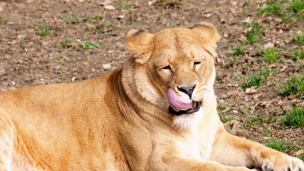 Happy Farm Animals:Cats, Sheep Cow Elephant Horse tiger , Sounds Animals
