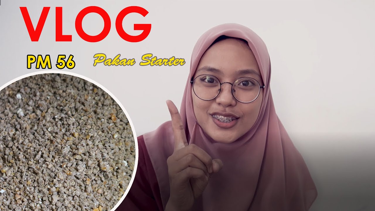 VLOG #2 || PAKAN STARTER || PODOMORO FEEDMILL