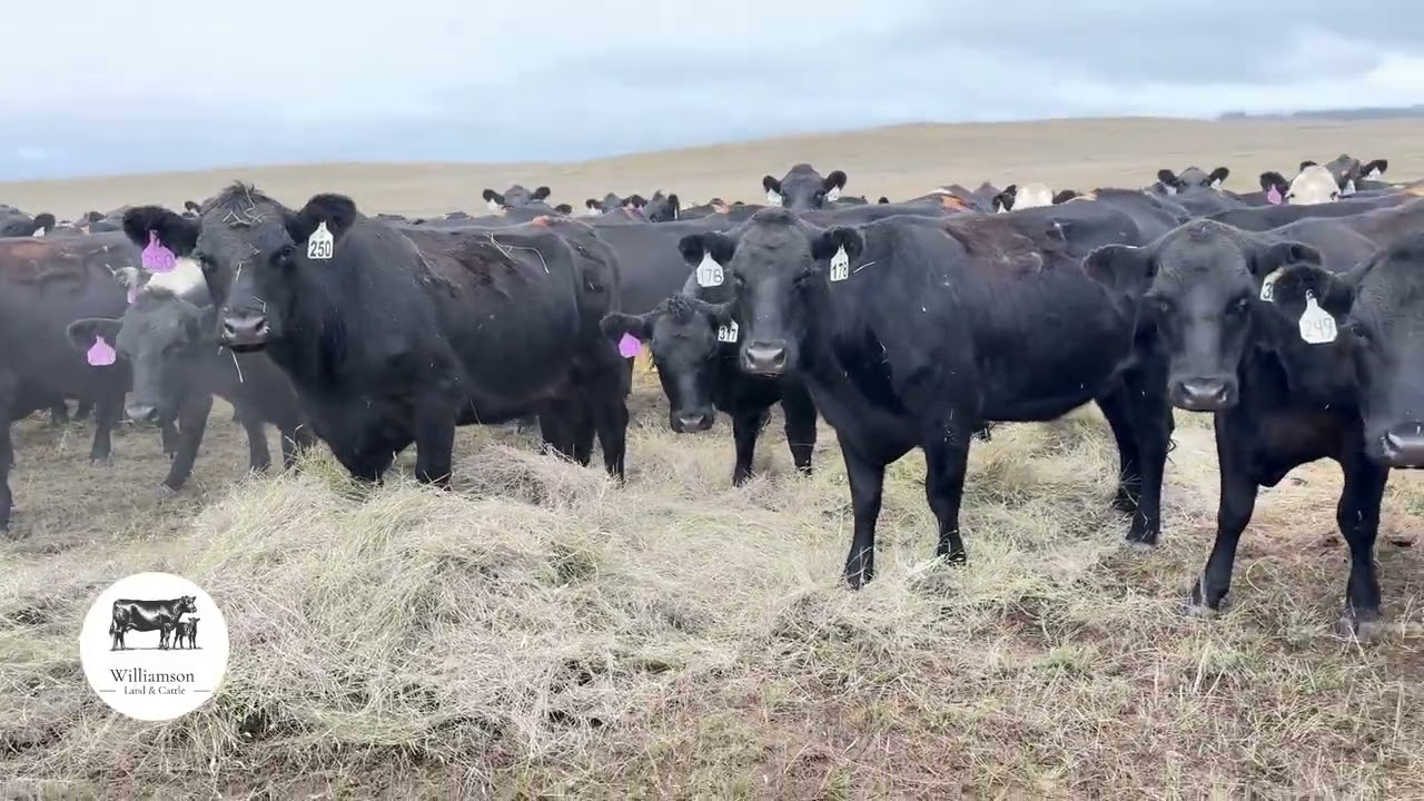 Bred Cow 921B6