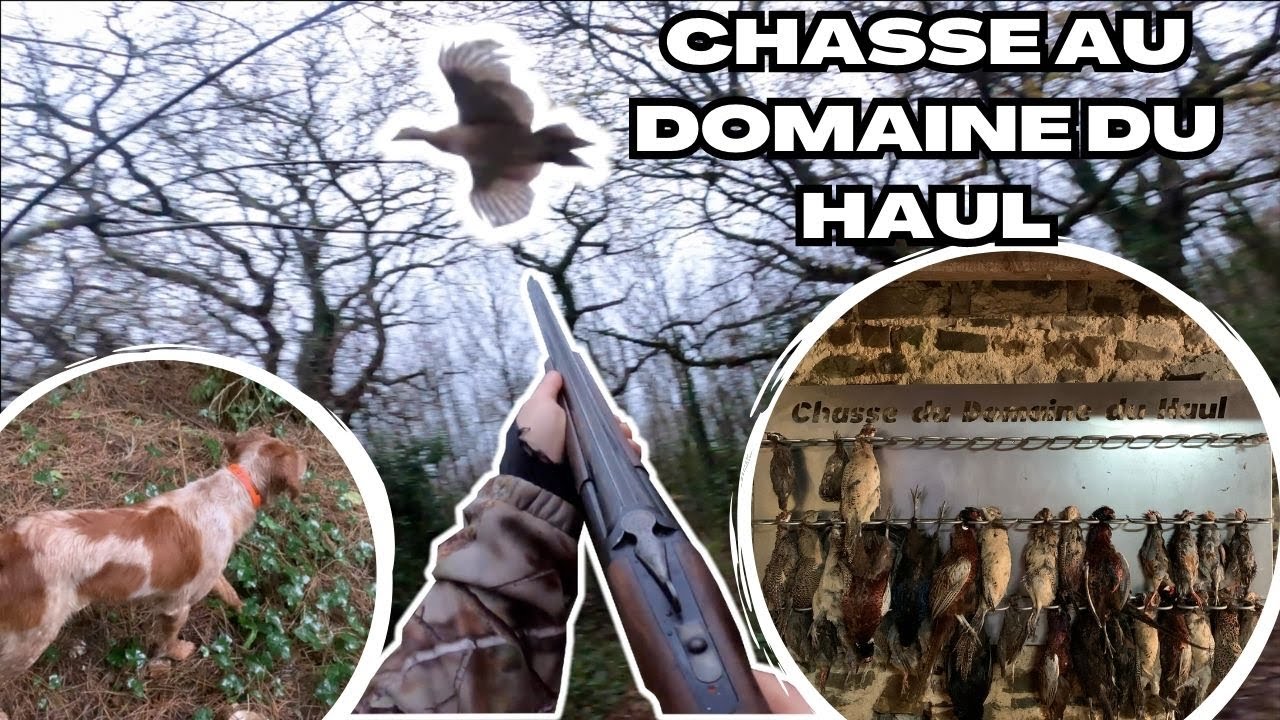 Chasse au Domaine du Haul à Catteville en Normandie au petit gibier et au chien d'arrêt!!!😱😱
