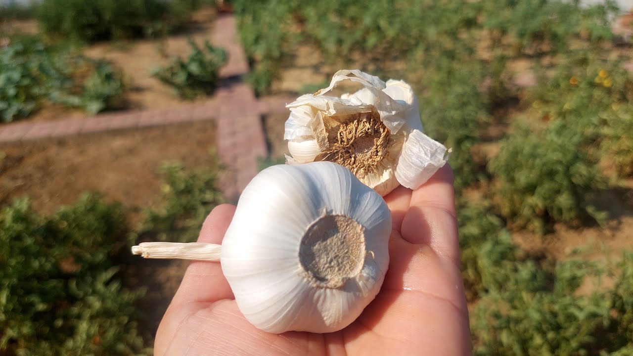 Kırmızı Örümcek Mücadelesi,  Doğal İlaç, Sarımsak Mucizesi