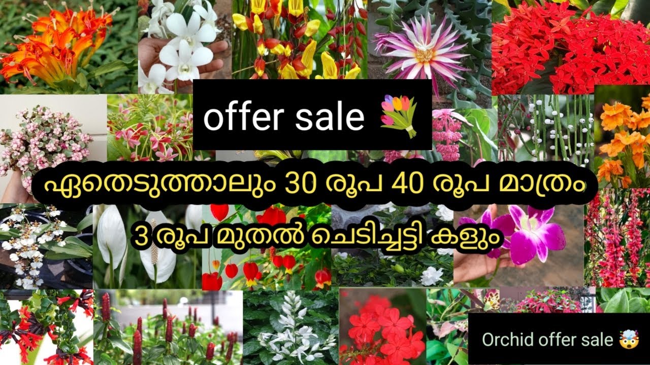 Whatsapp:9847317048 ഏതെടുത്താലും 30 രൂപ 40 രൂപ മാത്രം #offersale #orchid #gardenplants #plantspot