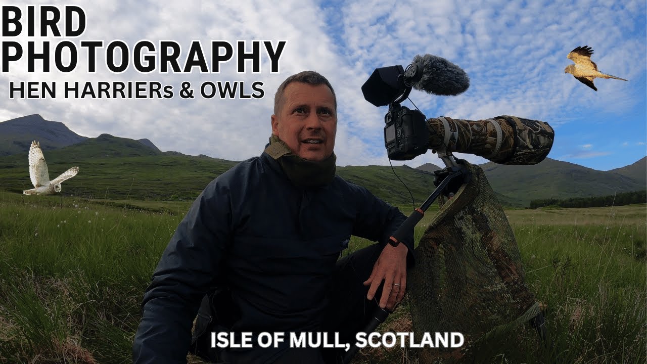 BIRD PHOTOGRAPHY | ISLE OF MULL, SCOTLAND | Filming & Photographing Hen Harriers & Short Eared Owls