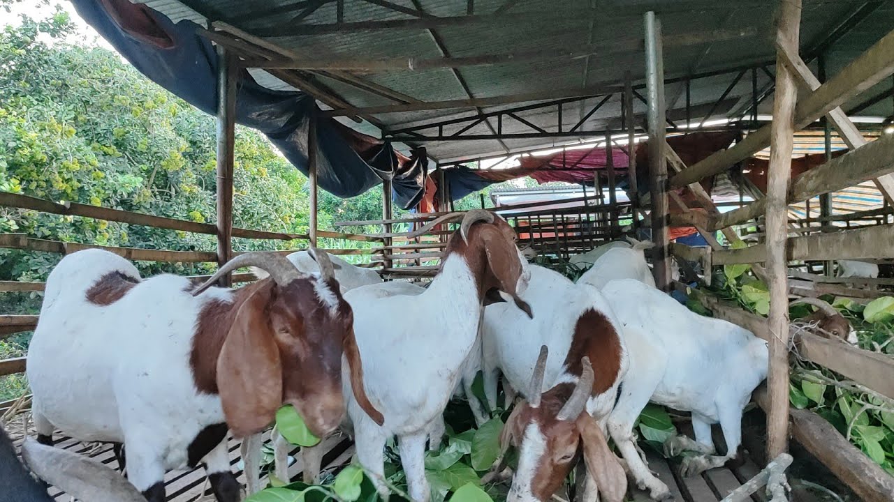 Nuôi dê sướng thật mới bán được 500 triệu cứ tà tà vậy mà có tiền.