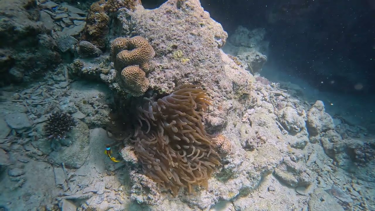 Kalawy Diving 2024