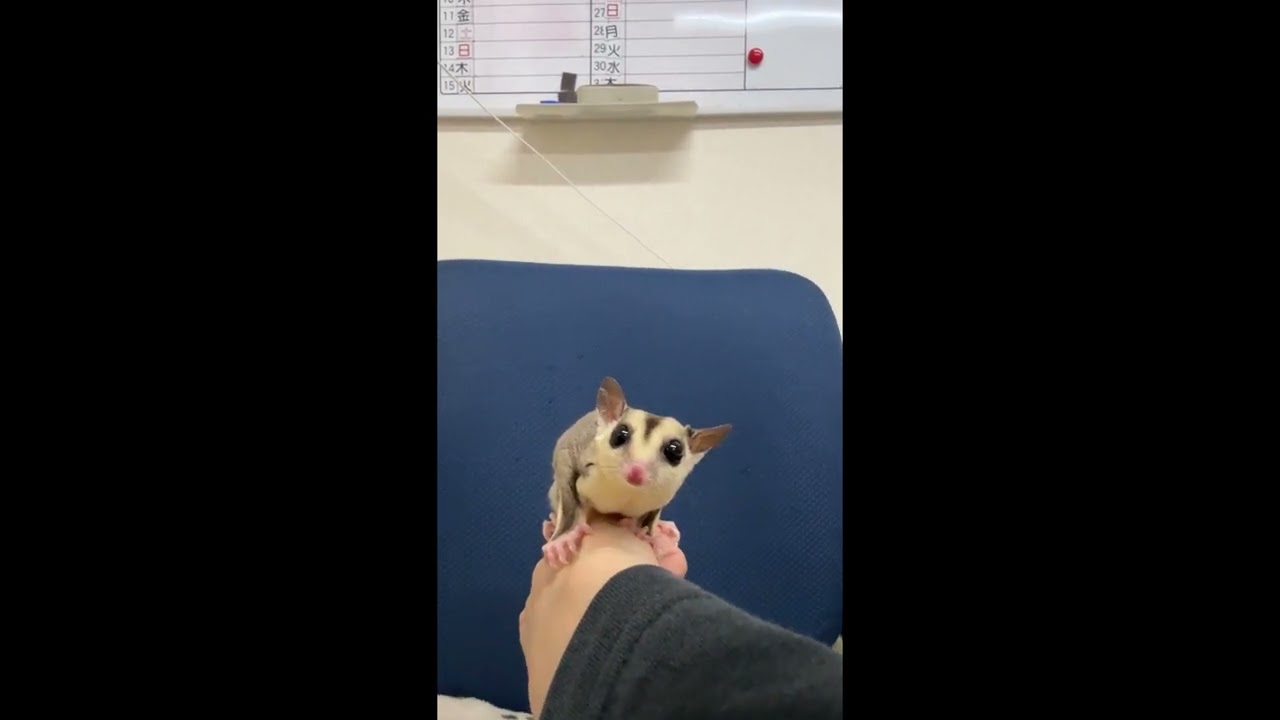 ホワイトフェイスブロンド♂　懐っこいです♪