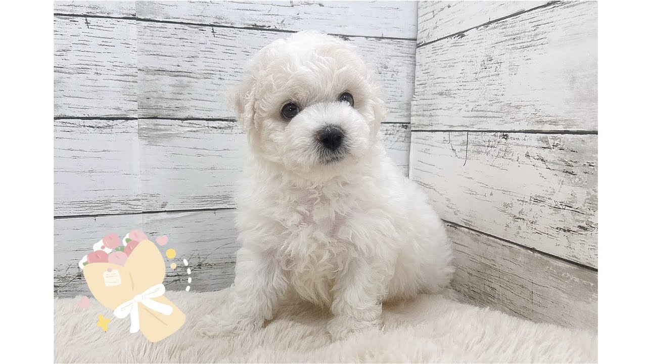 おっとり癒し系のビションフリーゼくん🤍🎶
