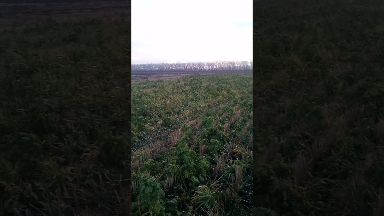 седерати прямим посівом сон 4.2