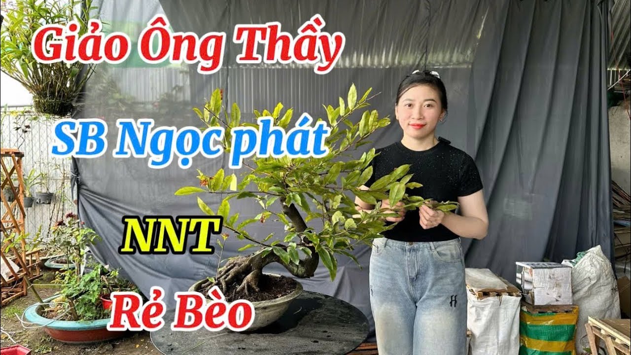 Giảo Ông Thầy-Siêu Bông Ngọc Phát-NNT-Giá Siêu Rẻ-26/2/26-Trang Mai Vàng Cần Thơ.
