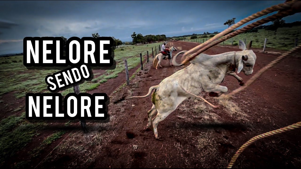Nelore veiaco, tivemos que castrar 🥩🥩🎥🐂..